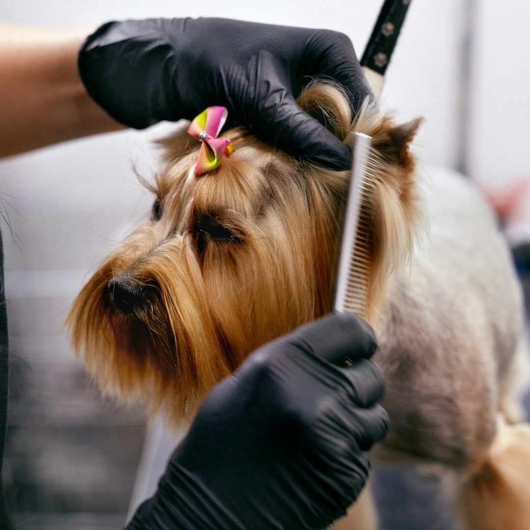 Fellpflege beim Hundefriseur in Markt Schwaben